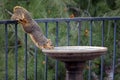 California squirrel drinking water from bird bath.