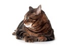 Cute adult tabby cat Royalty Free Stock Photo