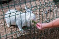 cute affectionate white rabbit comes to the cage