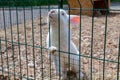 cute affectionate white rabbit comes to the cage