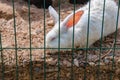 cute affectionate white rabbit comes to the cage