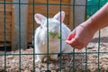 cute affectionate white rabbit comes to the cage