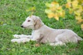 Cute afghan hound puppy is lying on a green in the autumn park. Close up. Three month old. Pet animals