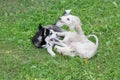 Cute afghan hound puppy and siberian husky puppy are playing in the summer park. Three month old. Pet animals