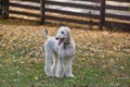 Cute afghan hound puppy is standing on a green grass in the autumn park. Three month old. Pet animals Royalty Free Stock Photo