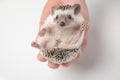 Cute african dwarf hedgehog lying in human hand