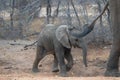 African Elephant baby following his mother in Kruger National Park in South Africa Royalty Free Stock Photo