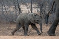 African Elephant baby walking to follow his mother`s tail in Kruger National Park in South Africa Royalty Free Stock Photo