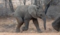 Cute African Elephant baby following his mother in Kruger National Park in South Africa Royalty Free Stock Photo