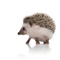 Cute african hedgehog looking to side and exploring