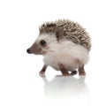 Cute african hedgehog looking to side and walking