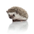 Cute african hedgehog sitting on white background