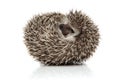 Cute african hedgehog with spiky fur rolling over playful