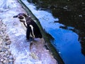 African penguin at the lake
