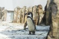 Cute african penguin walking on a stony beach enjoying the warm summer sun. Concept of animal life in a zoo. Animal