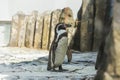 Cute african penguin walking at the zoo. Concept of animal life in a zoo. Animal protection.