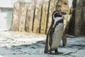 Cute african penguin walking at the zoo. Concept of animal life in a zoo. Animal protection.