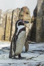 Cute african penguin walking at the zoo. Concept of animal life in a zoo. Animal protection.