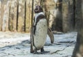 Cute african penguin walking at the zoo. Concept of animal life in a zoo. Animal protection.