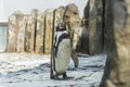 Cute african penguin walking at the zoo. Concept of animal life in a zoo. Animal protection.