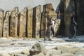 Cute african penguins walking at the zoo. Concept of animal life in a zoo. Animal protection.
