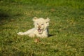 Cute African white lion cubs in Rhino and Lion nature reserve in South Africa Royalty Free Stock Photo