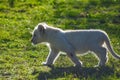 Cute African white lion cubs in Rhino and Lion nature reserve in South Africa Royalty Free Stock Photo