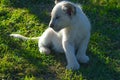 Cute African white lion cubs in Rhino and Lion nature reserve in South Africa Royalty Free Stock Photo