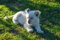 Cute African white lion cubs in Rhino and Lion nature reserve in South Africa Royalty Free Stock Photo