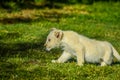 Cute African white lion cubs in Rhino and Lion nature reserve in South Africa Royalty Free Stock Photo