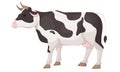 Cute agricultural home cow, black-white patched coat breed cattle.