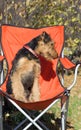 Cute Airedale puppy sitting chair