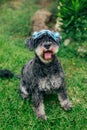 Cute Airedale Terrier dog in Easter bunny mask sitting on grass in garden. Royalty Free Stock Photo