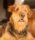 Airedale Terrier Beauty