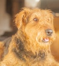 Airedale Terrier - I am so Cute! Royalty Free Stock Photo