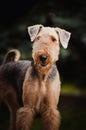 Cute Airedale Terrier portrait Royalty Free Stock Photo
