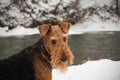 Cute airedale terrier winter dog