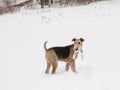 Cute Airedale Terrier with winter scarf standing in field covered in fresh snow