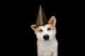 Cute akita dog puppy celebrating new year, birthday, carnival wearing a polka party hat. Isolated on black background