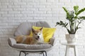 Cute Akita Inu dog in room with houseplants