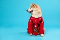 Cute Akita Inu dog in  sweater on blue background. Space for text Royalty Free Stock Photo