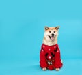 Cute Akita Inu dog in Christmas sweater on blue background Royalty Free Stock Photo