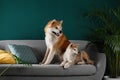 Cute Akita Inu dogsin room with houseplants Royalty Free Stock Photo