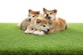 Cute akita inu puppies on artificial grass Royalty Free Stock Photo