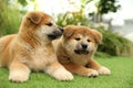 Cute Akita Inu puppies on green grass. Baby animals