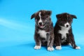 Cute Akita inu puppies on blue background. Friendly dogs