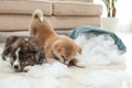 Cute Akita inu puppies playing with ripped pillow filler indoors. Mischievous dogs