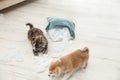 Cute Akita inu puppies playing with ripped pillow filler indoors. Mischievous dogs