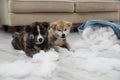Cute Akita inu puppies playing with ripped pillow filler. Mischievous dogs