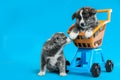 Cute Akita inu puppies and toy cart on light blue background. Lovely dogs Royalty Free Stock Photo